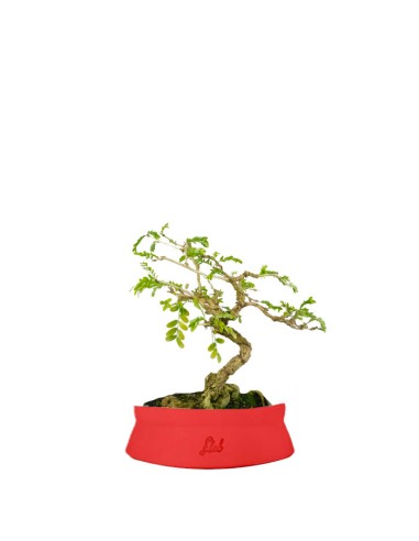 Bonsai Sesbania punicea – 14 anni –...
