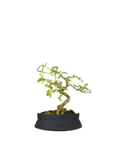 Bonsai Sesbania punicea – 14 anni –...