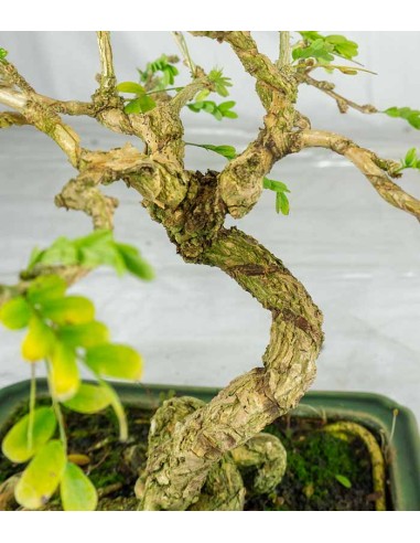 Bonsai Sesbania punicea – 14 anni –...