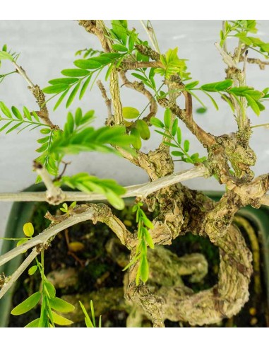 Bonsai Sesbania punicea – 14 anni –...