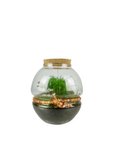 Terrario Decorativo con... 2