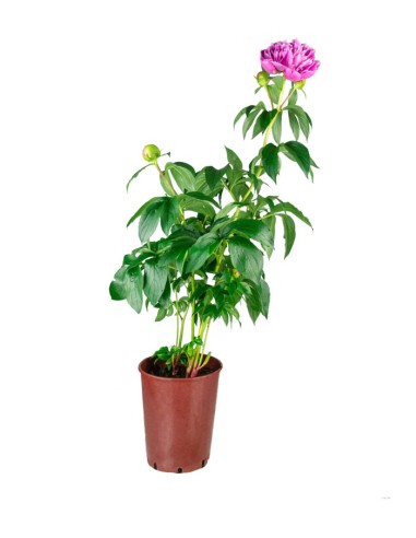 Peonia in Vaso Ø18 H75 cm – Bianca o...