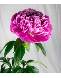 Peonia in Vaso Ø18 H75 cm –... 2