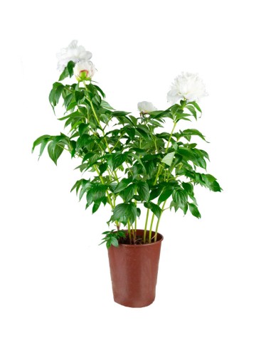 Peonia in Vaso Ø18 H75 cm – Bianca o...