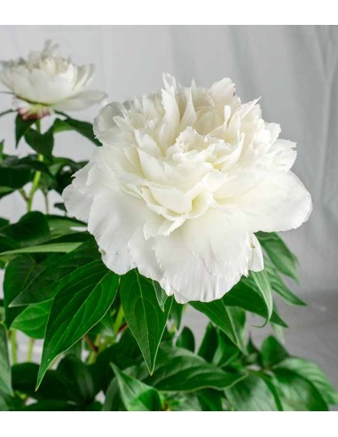 Peonia in Vaso Ø18 H75 cm – Bianca o...