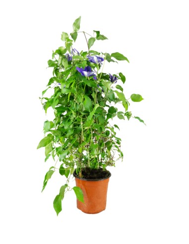 Clematis Rampicante in Vaso Ø18 – H70 cm