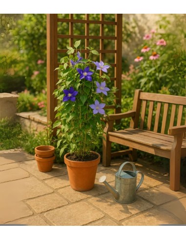 Clematis Rampicante in Vaso Ø18 – H70 cm