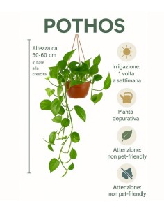 Pothos in fibra di cocco 2