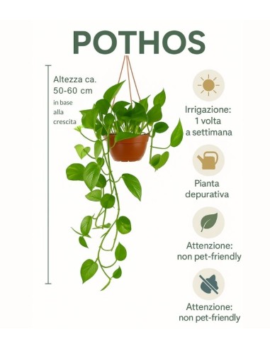 Pothos in fibra di cocco