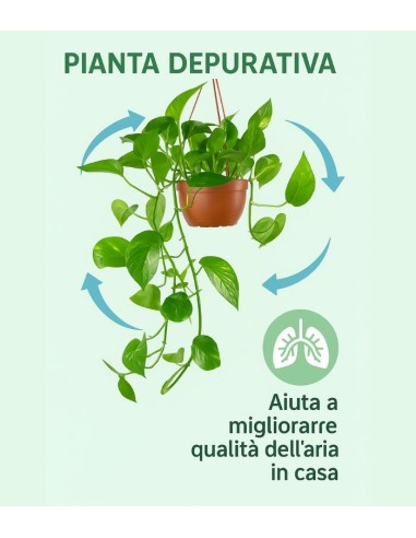 Pothos 