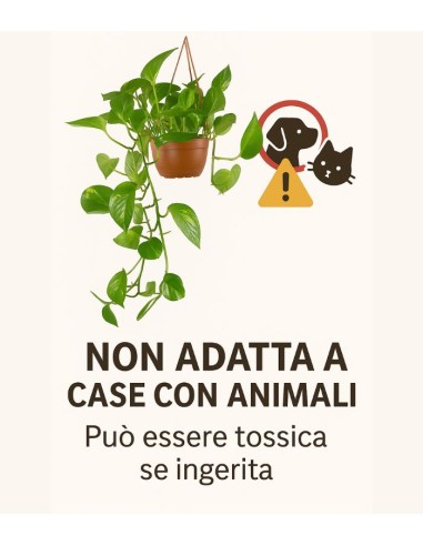 Pothos 