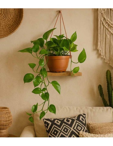 Pothos in fibra di cocco