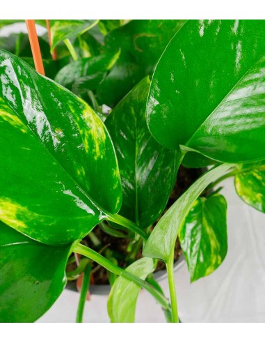 Pothos 