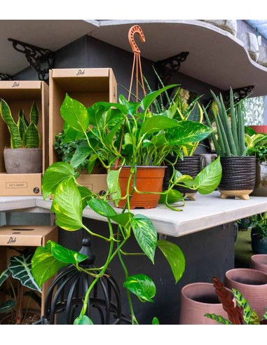 Pothos 