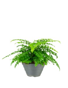 Asplenium parvatii