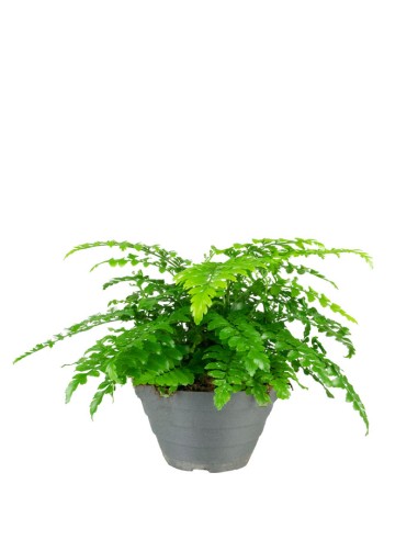 Asplenium parvatii