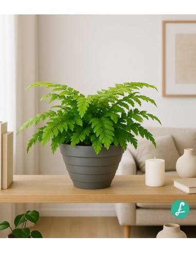 Asplenium parvatii
