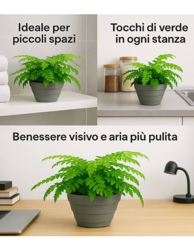 Asplenium parvatii