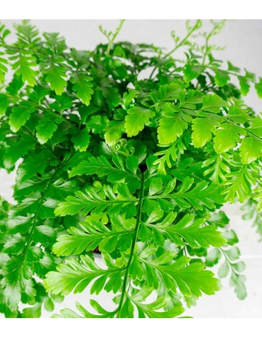 Asplenium parvatii