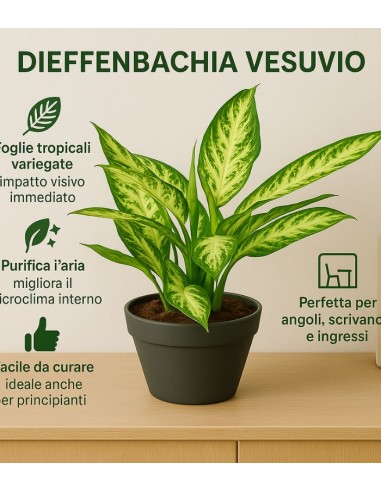 Dieffenbachia Vesuvio