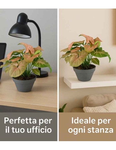 Singonio rosa Red Heart 