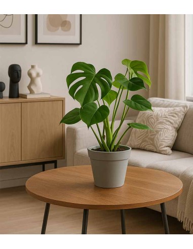 Filodendro monstera Deliciosa vaso 17