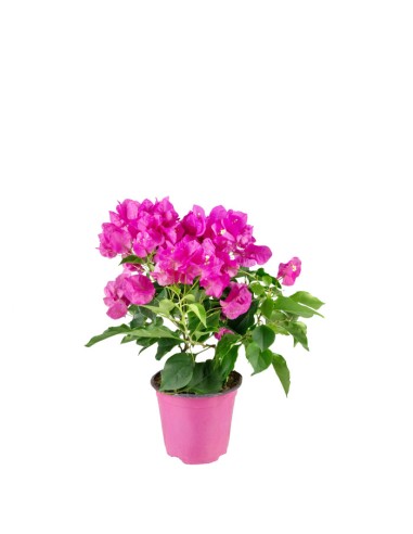 Bougainvillea Vera - Ø 14 cm H 40 cm