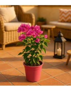 Bougainvillea Vera - Ø 14... 2
