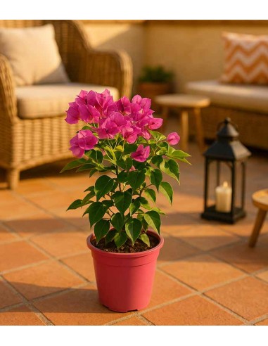 Bougainvillea Vera - Ø 14 cm H 40 cm
