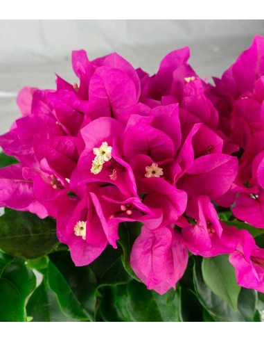Bougainvillea Vera Fucsia e Bianca -...