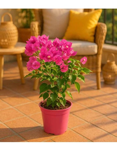 Bougainvillea Vera - Ø 14 cm H 40 cm