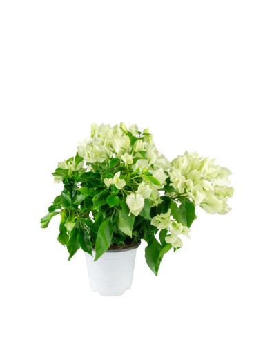 Bougainvillea Vera - Ø 14 cm H 40 cm