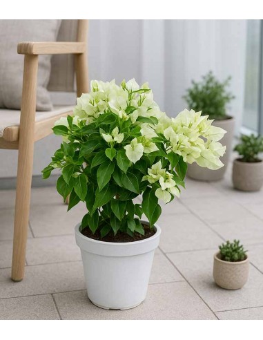 Bougainvillea Vera Fucsia e Bianca -...
