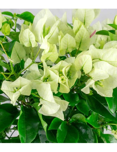 Bougainvillea Vera Fucsia e Bianca -...