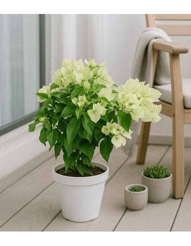 Bougainvillea Vera Fucsia e Bianca -...