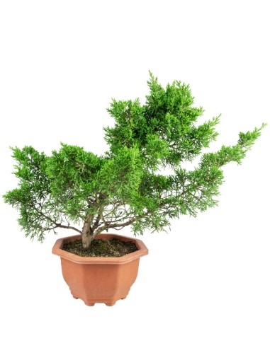 Ginepro Chinensis Bonsai giapponese |...