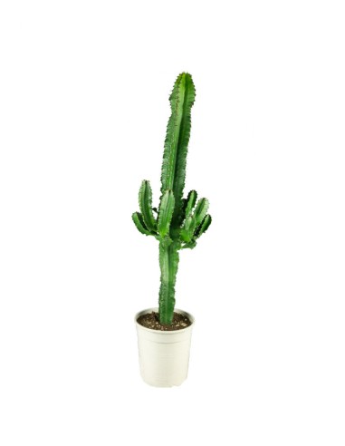 Euphorbia eritrea – H90 cm in Vaso Ø18