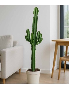 Euphorbia eritrea – H90 cm... 2