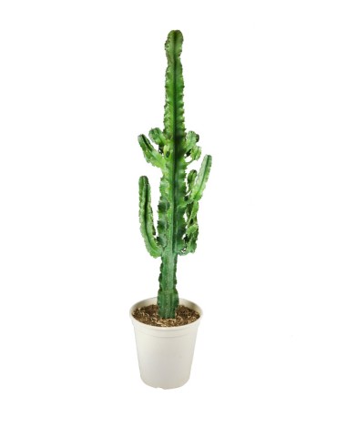 Euphorbia eritrea – H100 cm in Vaso Ø20