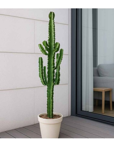 Euphorbia eritrea – H100 cm in Vaso Ø20