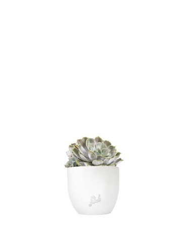 Echeveria
