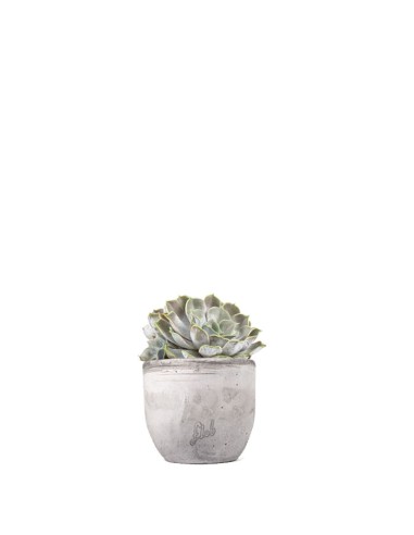 Echeveria