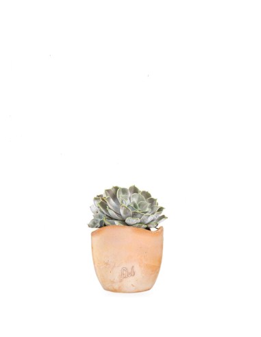 Echeveria