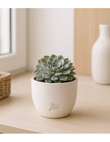 Echeveria