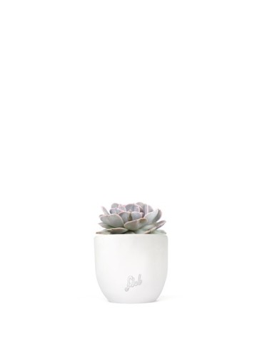 Echeveria lilacina