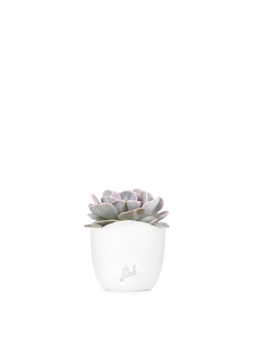 Echeveria lilacina