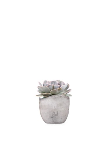 Echeveria lilacina