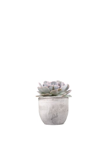 Echeveria lilacina