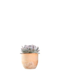 Echeveria lilacina 2