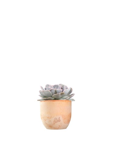 Echeveria lilacina